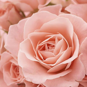 Meet your Posher, Michelle